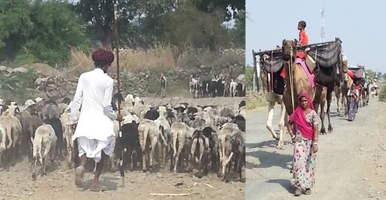 भेड़ों का मालवा-प्रवास